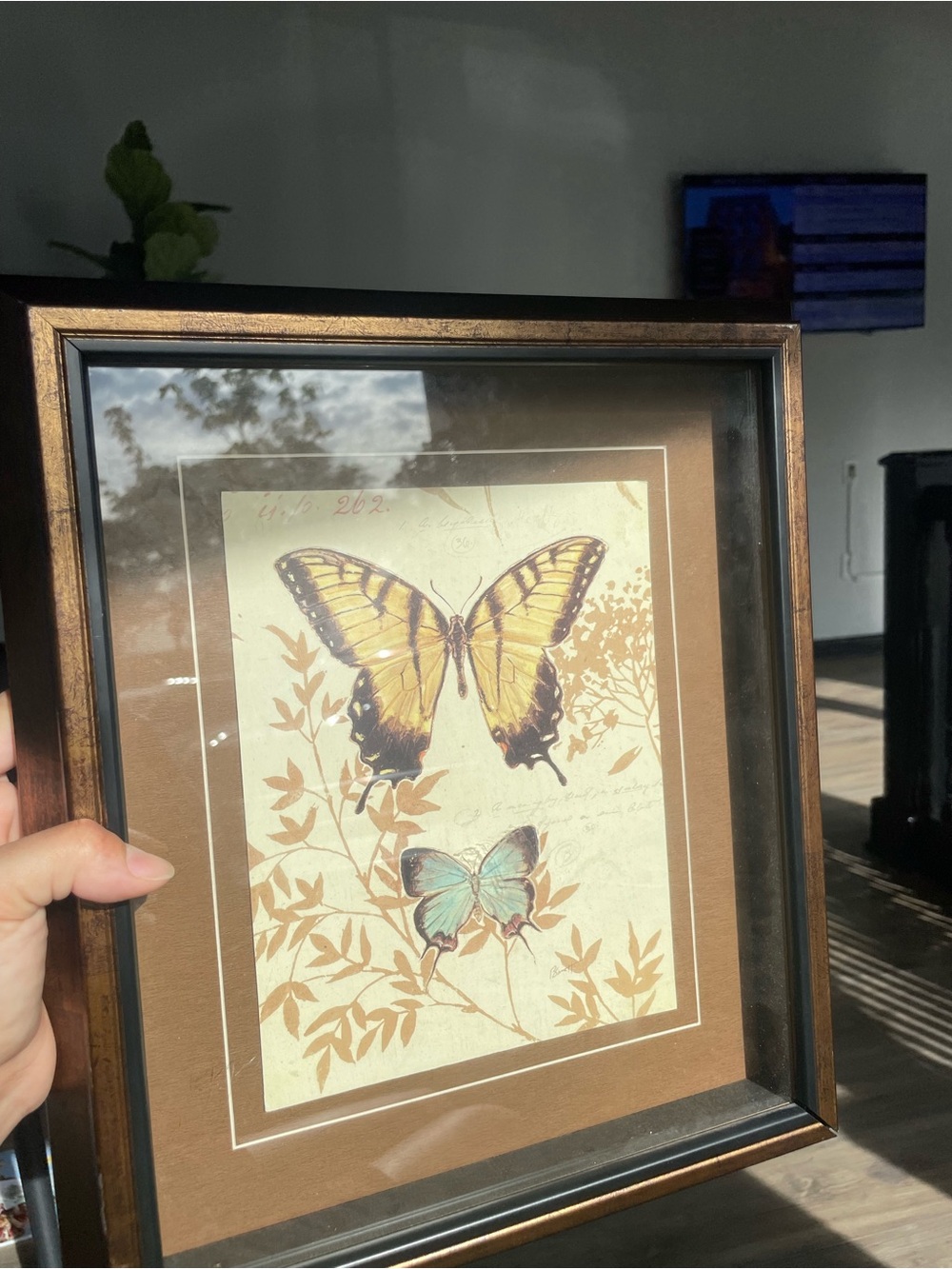 Vintage Framed Botanical Print Nature’s Curiosities 6 Michael Chad Barrett